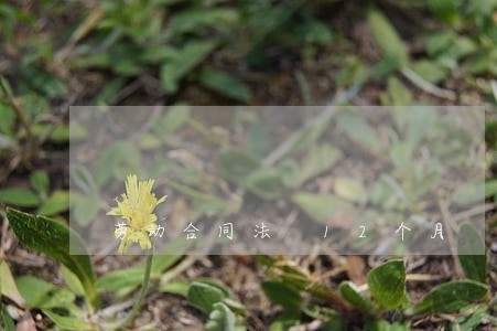 劳动合同法 12个月 劳动合同法 12个月